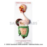 Human Digestive System Model Manufacturer & Supplier in Ambala, India