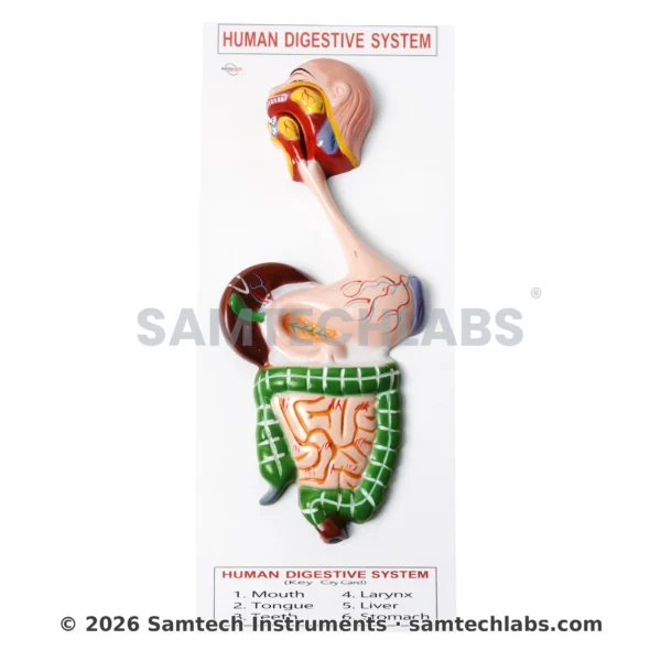 Human Digestive System Model Manufacturer & Supplier in Ambala, India