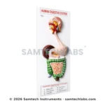 Human Digestive System Model Manufacturer & Supplier in Ambala, India