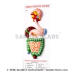 Human Digestive System Model Manufacturer & Supplier in Ambala, India