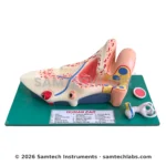 Human Ear Model Manufacturer & Supplier in Ambala, India