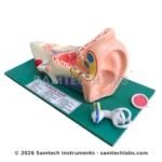 Human Ear Model Manufacturer & Supplier in Ambala, India