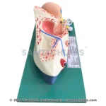 Human Ear Model Manufacturer & Supplier in Ambala, India