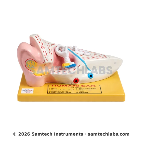 Human Ear Model - Small