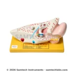 Human Ear Model - Small - Image 3