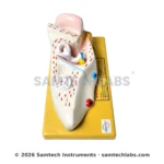 Human Ear Model - Small - Image 4