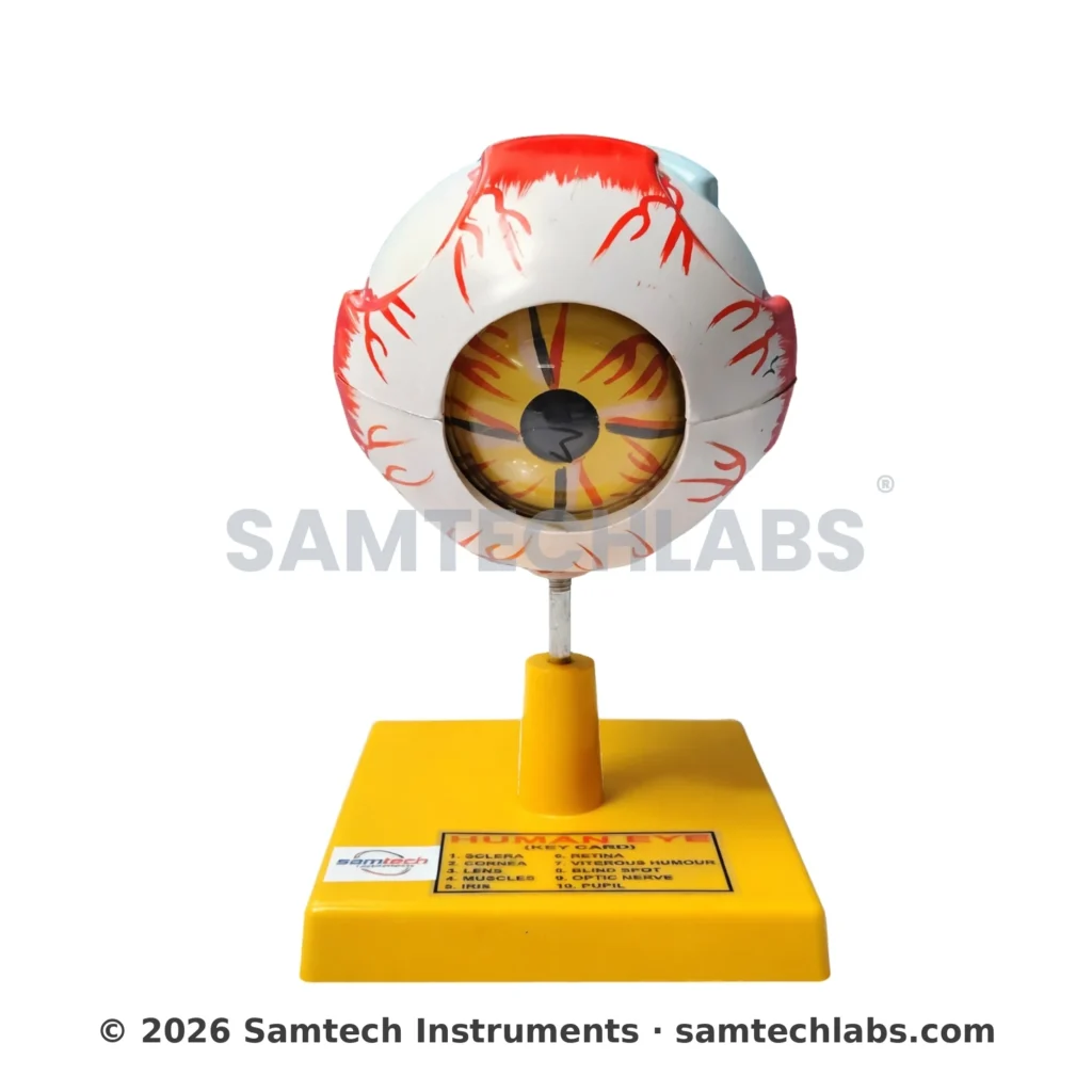 Human Eye Model Manufacturer & Supplier in Ambala, India