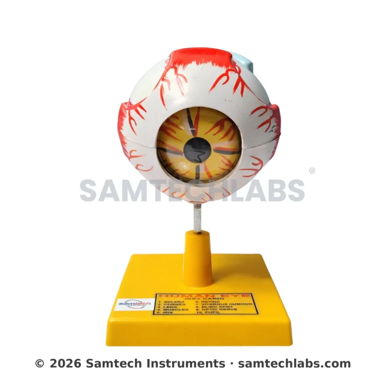 Human Eye Model Manufacturer & Supplier in Ambala, India