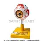 Human Eye Model Manufacturer & Supplier in Ambala, India