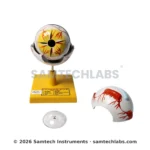 Human Eye Model Manufacturer & Supplier in Ambala, India