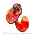 Human Heart Model Manufacturer & Supplier in Ambala, India