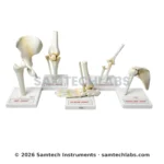 Human Joints Model Set Of Manufacturer & Supplier in Ambala, India