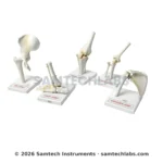 Human Joints Model Set Of Manufacturer & Supplier in Ambala, India