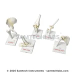 Human Joints Model Set Of Manufacturer & Supplier in Ambala, India