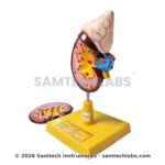 Human Kidney Model Manufacturer & Supplier in Ambala, India