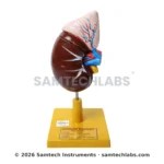 Human Kidney Model Manufacturer & Supplier in Ambala, India