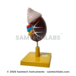 Human Kidney Model Manufacturer & Supplier in Ambala, India