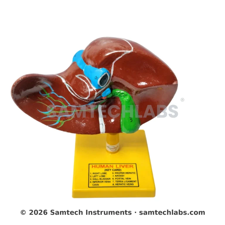 Human Liver Model Manufacturer & Supplier in Ambala, India
