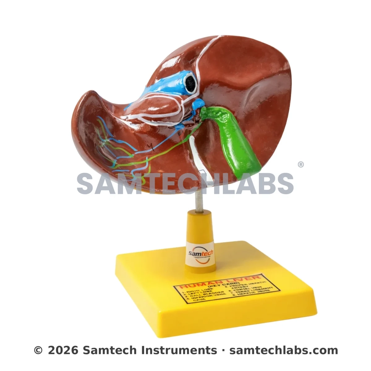 Human Liver Model At ₹175 | Manufacturers In Ambala