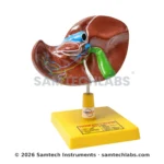 Human Liver Model Manufacturer & Supplier in Ambala, India