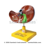 Human Liver Model Manufacturer & Supplier in Ambala, India