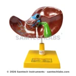 Human Liver Model Manufacturer & Supplier in Ambala, India