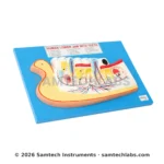 Human Lower Jaw with Teeth Model Manufacturer & Supplier in Ambala, India
