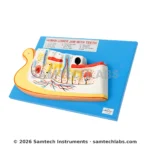 Human Lower Jaw with Teeth Model Manufacturer & Supplier in Ambala, India
