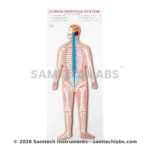 Human Nervous System Model Manufacturer & Supplier in Ambala, India