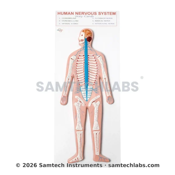 Human Nervous System Model Manufacturer & Supplier in Ambala, India