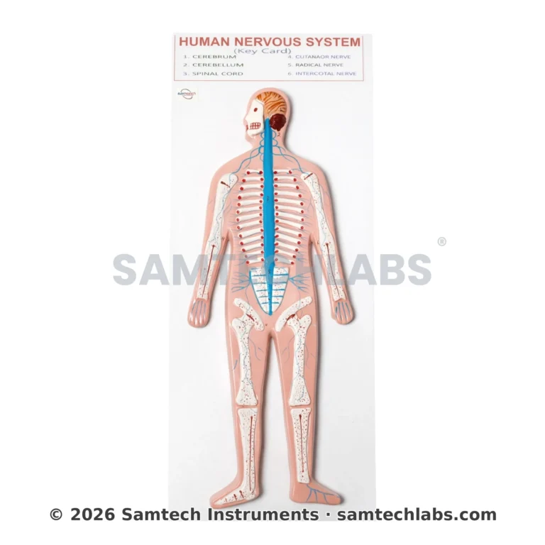 Human Nervous System Model Manufacturer & Supplier in Ambala, India