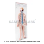 Human Nervous System Model Manufacturer & Supplier in Ambala, India