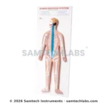 Human Nervous System Model Manufacturer & Supplier in Ambala, India