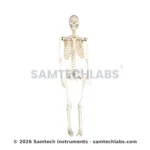 Human Skeleton Model Manufacturer & Supplier in Ambala, India