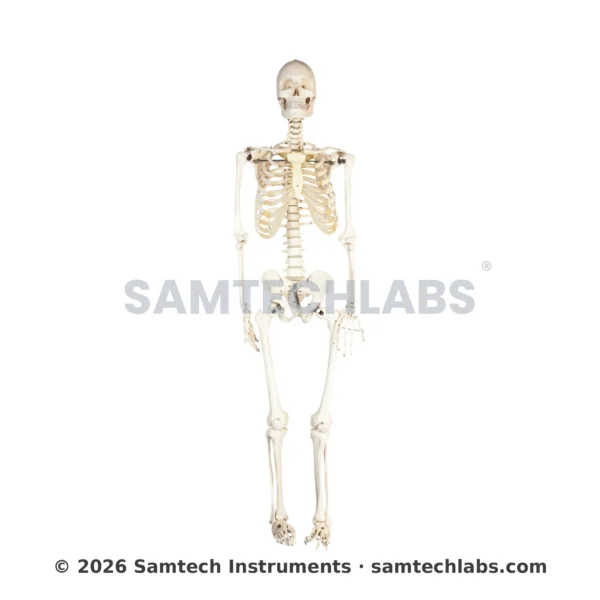 Human Skeleton Model Manufacturer & Supplier in Ambala, India