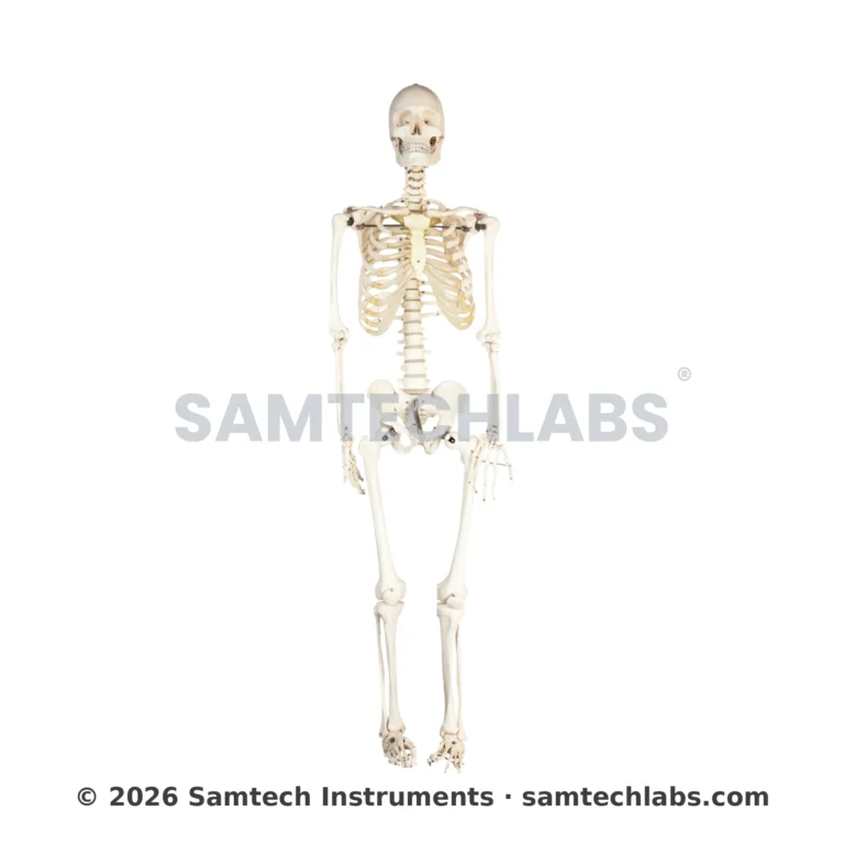 Human Skeleton Model Manufacturer & Supplier in Ambala, India