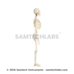 Human Skeleton Model Manufacturer & Supplier in Ambala, India