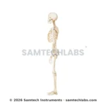 Human Skeleton Model Manufacturer & Supplier in Ambala, India