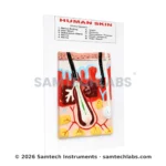 Human Skin Model Manufacturer & Supplier in Ambala, India