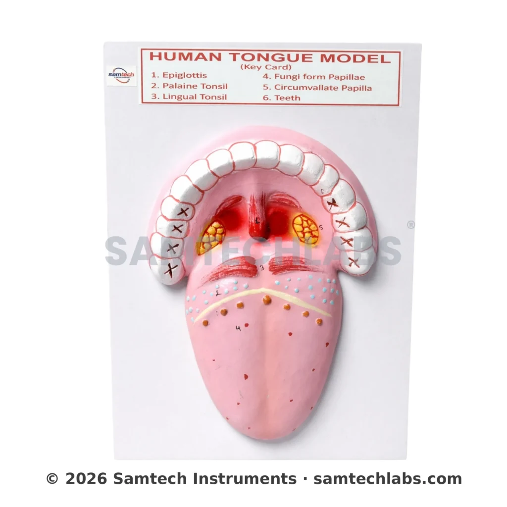 Human Tongue Model Manufacturer & Supplier in Ambala, India