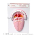 Human Tongue Model Manufacturer & Supplier in Ambala, India