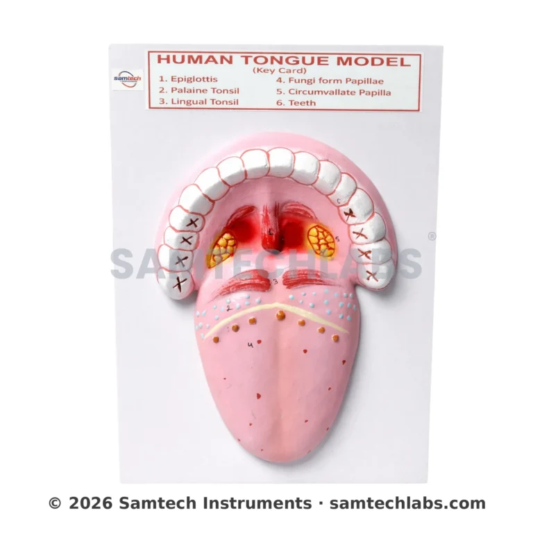 Human Tongue Model Manufacturer & Supplier in Ambala, India