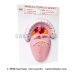 Human Tongue Model Manufacturer & Supplier in Ambala, India