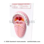 Human Tongue Model Manufacturer & Supplier in Ambala, India