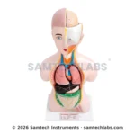 Human Torso Model Manufacturer & Supplier in Ambala, India