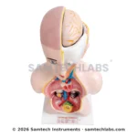 Human Torso Model Manufacturer & Supplier in Ambala, India