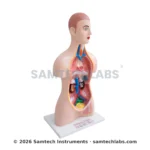 Human Torso Model Manufacturer & Supplier in Ambala, India