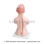 Human Torso Model Manufacturer & Supplier in Ambala, India