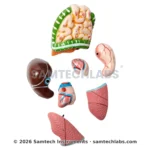Human Torso Model Manufacturer & Supplier in Ambala, India