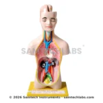 Human Torso Model Small Manufacturer & Supplier in Ambala, India